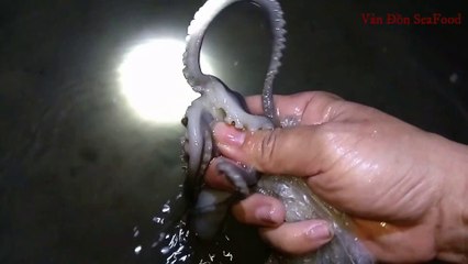 hunting octopus in the sea