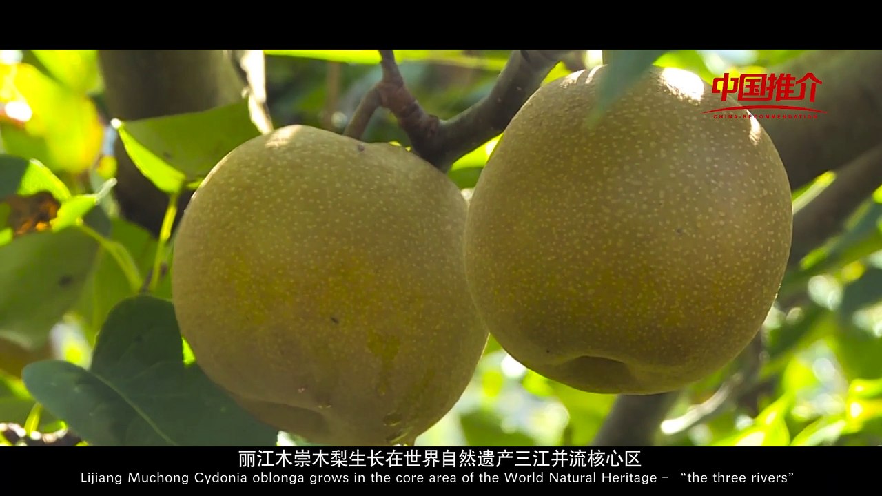 China-Recommendation：Lijiang Muchong Cydonia oblonga
