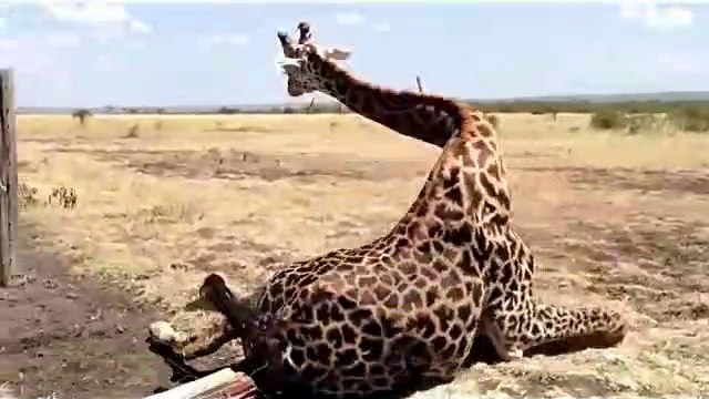 Real Life Heroes Rescue Animals - Animal videos 2019