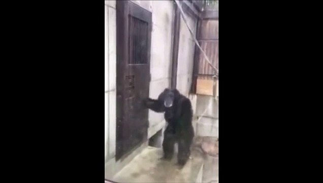 Lorsque les toilettes sont occupées et qu'on a très très (très) envie