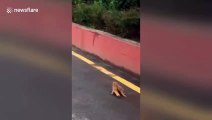 Loyal ferret refuses to leave injured friend behind