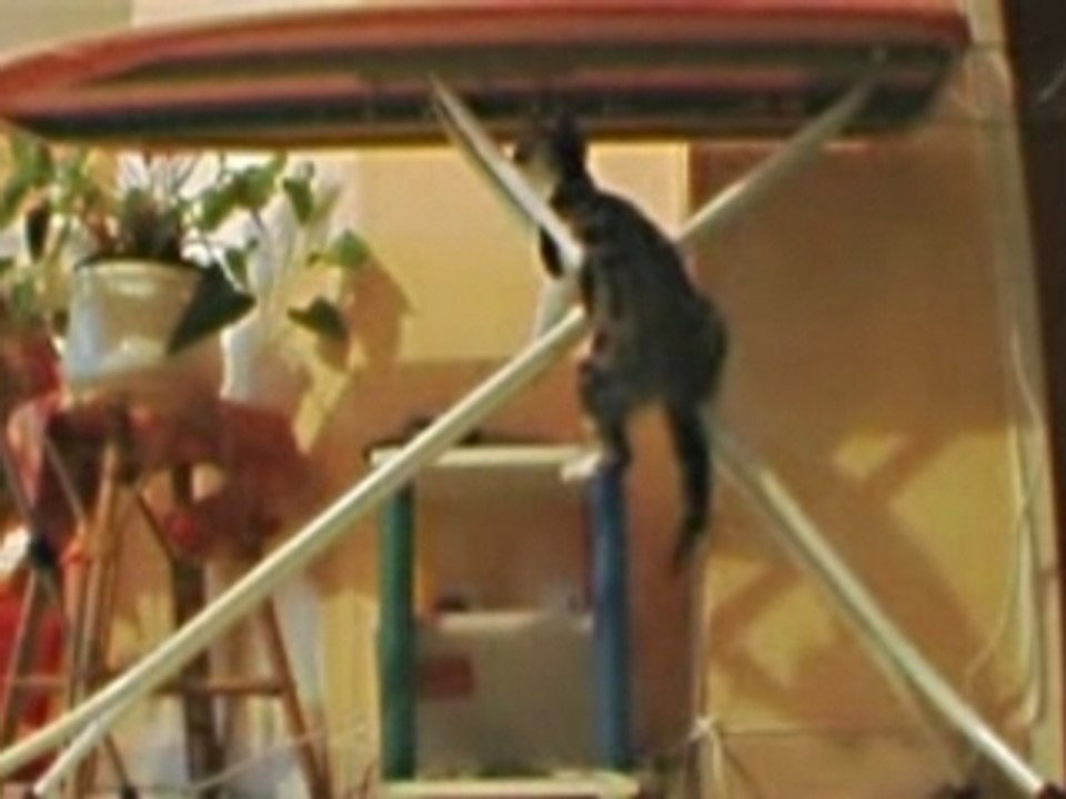 Mimi le chaton II