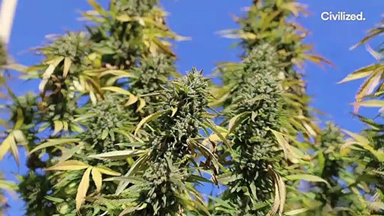 Aster Farms is Leading the Way in Sustainably Grown Cannabis