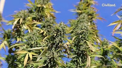 Aster Farms is Leading the Way in Sustainably Grown Cannabis