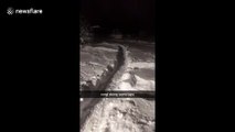 Corgi runs laps around snow race track built by his Wisconsin owner