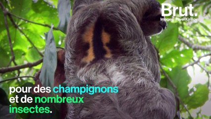 Le pelage du paresseux héberge un incroyable écosystème