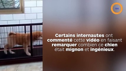 Un chien forcé par son maître à faire du tapis de course pour maigrir !