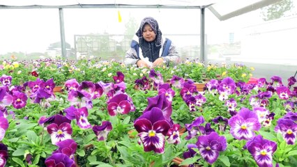 Yenilebilir çiçek çiftliği - BANDUNG