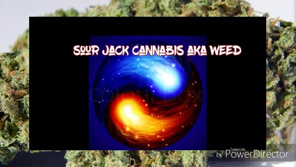 Sour Jack Cannabis Weed Review by Herb  and song intro by d-train "Mists of" HD