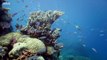 BBC Great Barrier Reef 1of3 Natures Miracle