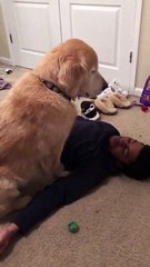 Dog Needs to Be Pet At All Times