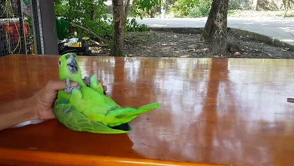 Amazing Acrobat Parrot Somersault Trick