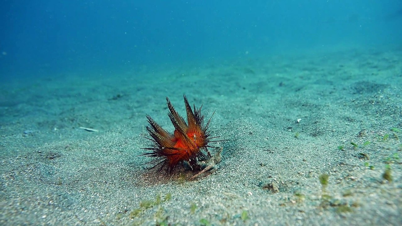 Sea Urchin Makes a Run for It
