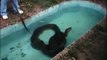 Ils trouvent un anaconda dans leur piscine