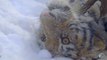 Ils capturent un jeune tigre orphelin en sibérie