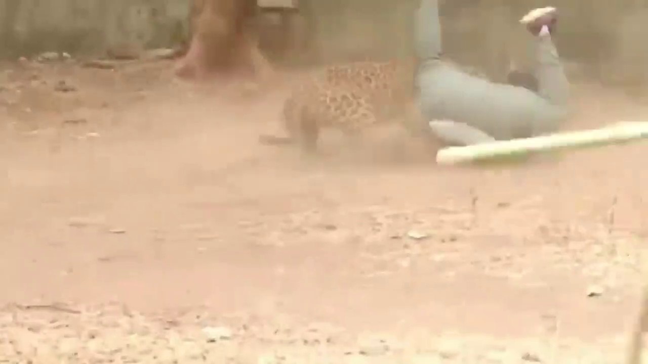 Un léopard sauvage débarque dans un village et sème la panique