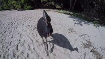 Se faire chasser par un oiseau géant sur la plage : casoar