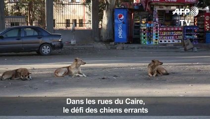 Dans les rues du Caire, le défi des chiens errants