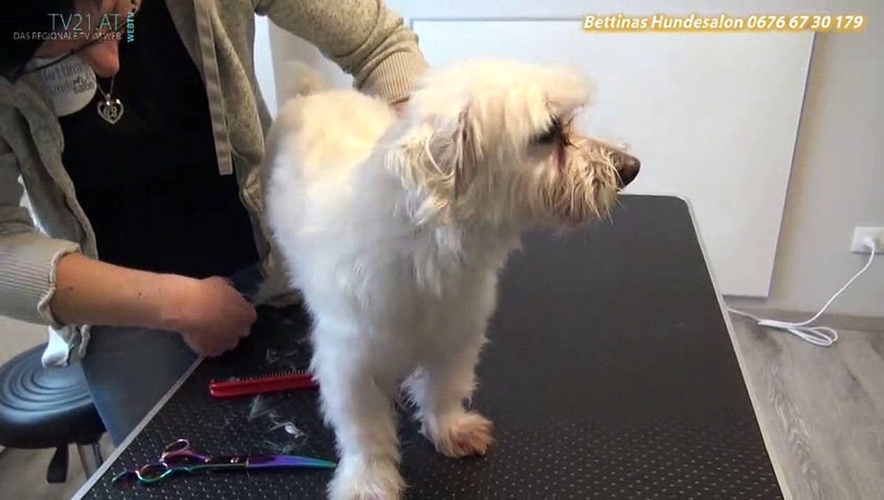 Auersthal Bettinas Hundesalon