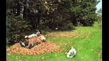 Bulldogs Are Awesome