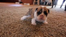 Bulldog puppies learning to walk for the first time