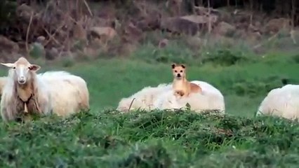 Keyif Düşkünü Olan Çoban Köpeği