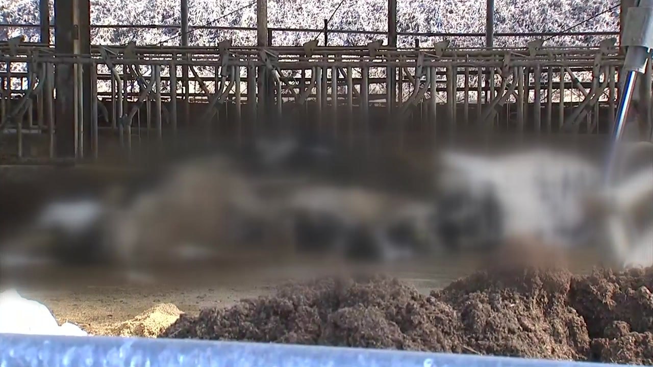 안성에서 구제역 또 확진 판정...확산 우려 커져 / YTN