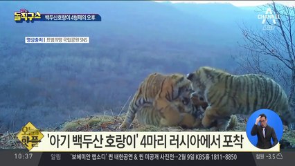 [핫플]‘아기 백두산 호랑이’ 4마리 러시아에서 포착