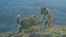 [영상] 아기 백두산호랑이 4마리 러시아서 극적 촬영 / YTN