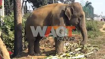 Elephants made roam in Dhaka busy streets for money