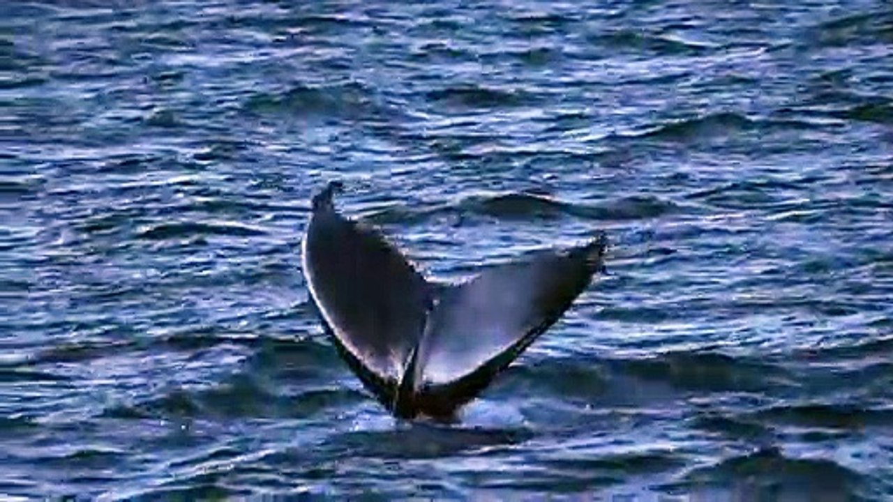 Klimawandel treibt Schwertwale in den Norden