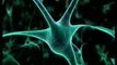 Neuronas: Cerebro consciente (Materialismo) Christof Koch
