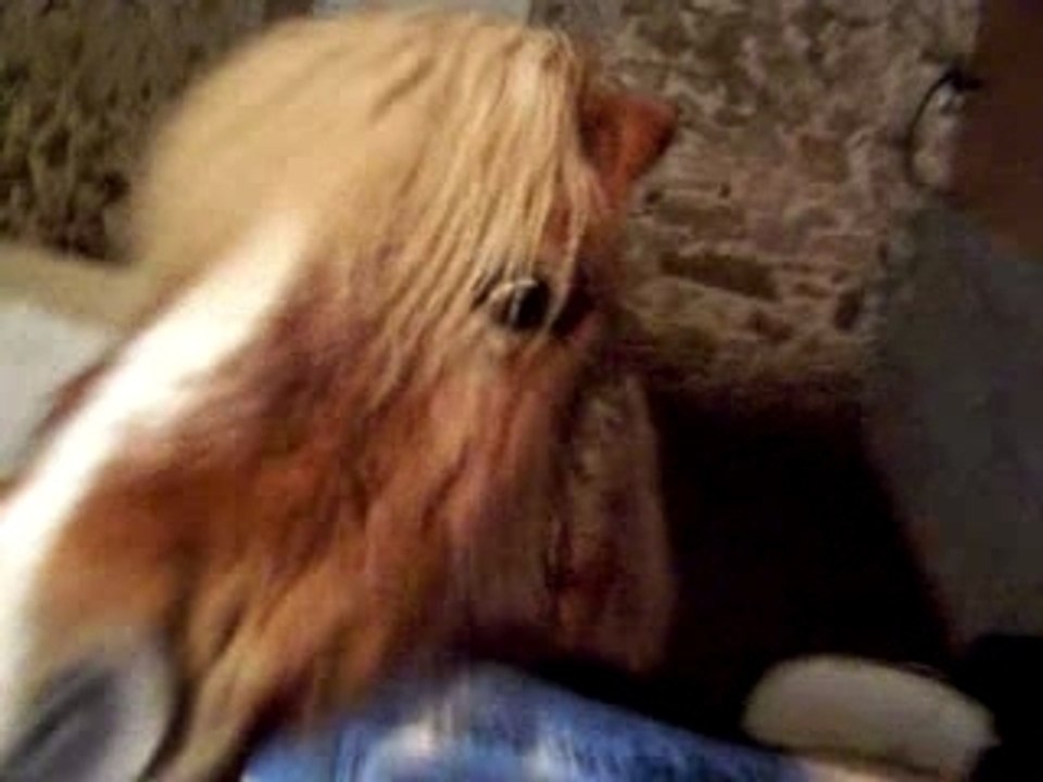 Barron Qui dit bonjour