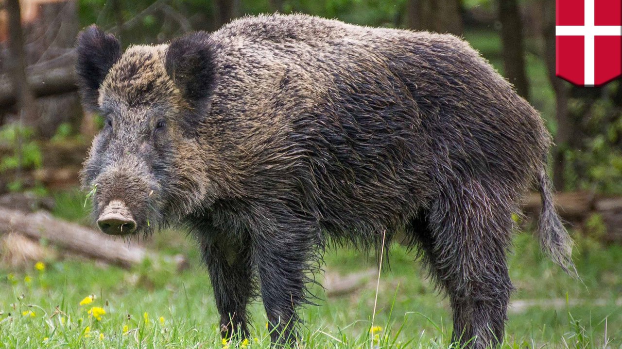 Denmark builds anti-swine border fence to protect from swine fever