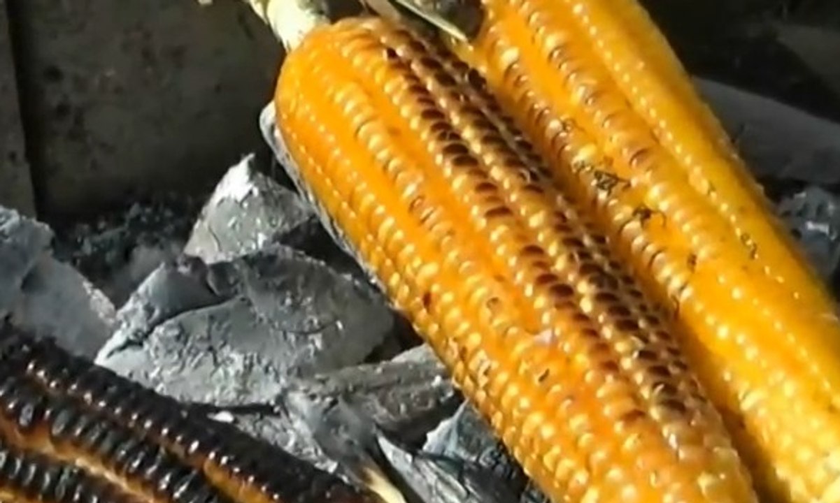 Panen Jagung Berlimpah, Warga Pesta Jagung Bakar