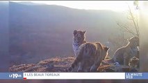 Buzz : Des images rares de bébés tigres de Sibérie en liberté ont été publiées par un parc national - Regardez