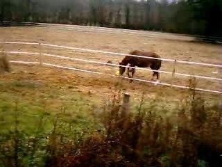 mon cheval qui joue !!!! j'adore !!!!!!