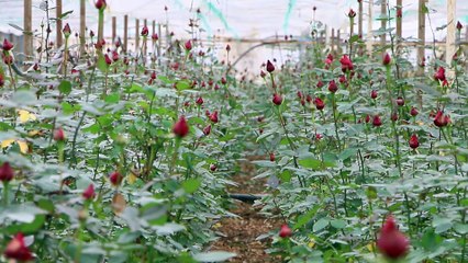 Gül üreticileri Sevgililer Günü'ne hazırlanıyor - İZMİR