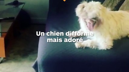 Un chien déformé par un jet d’acide retrouve une maitresse pour s’occuper de lui à l’autre bout du monde !