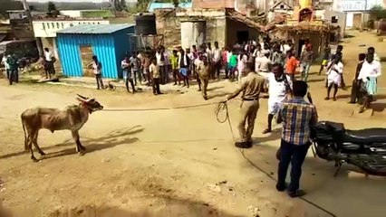 Indian Policeman Warns Crowds About Bull...