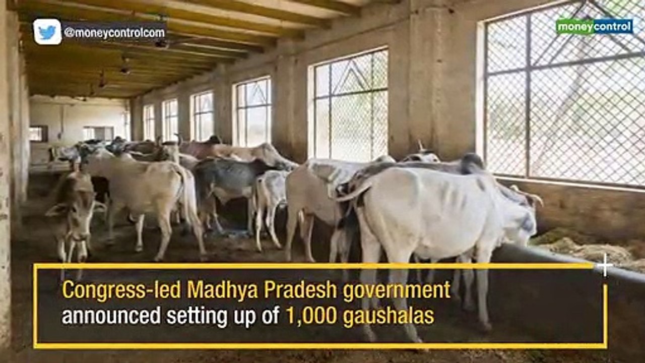 Soft Hindutva? Ahead of Lok Sabha polls, Kamal Nath promises 1,000 gaushalas in 4 months