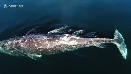 Drone films celebrity whale 'Scarback' swimming off Southern California