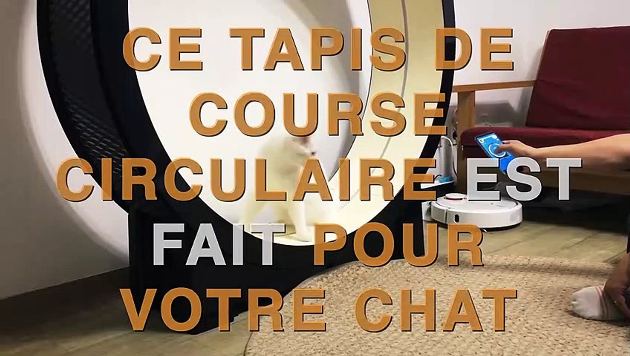 Ce tapis de course circulaire fait apparaître un laser pour inciter votre chat à faire du sport !