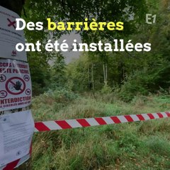 La guerre contre la "peste porcine africaine" est déclarée