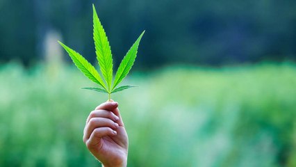 CBS Refuses to Air Cannabis Company's Super Bowl Ad