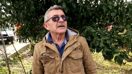 'Yalancı bahara' aldanan meyve ağaçları çiçek açtı - KASTAMONU