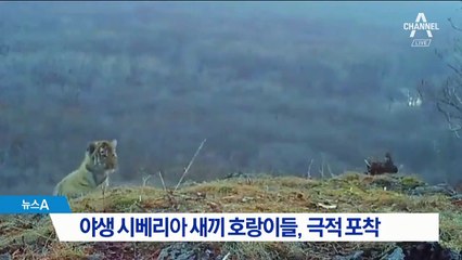 야생 시베리아 새끼 호랑이들, 극적 포착
