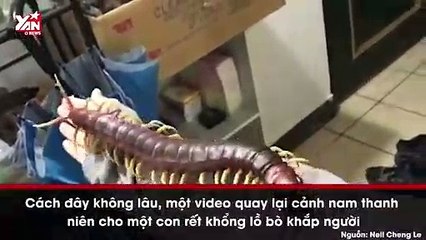 Rợn người nam thanh niên để rết khổng lồ bò lổm ngổm trên người