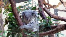 The Koala