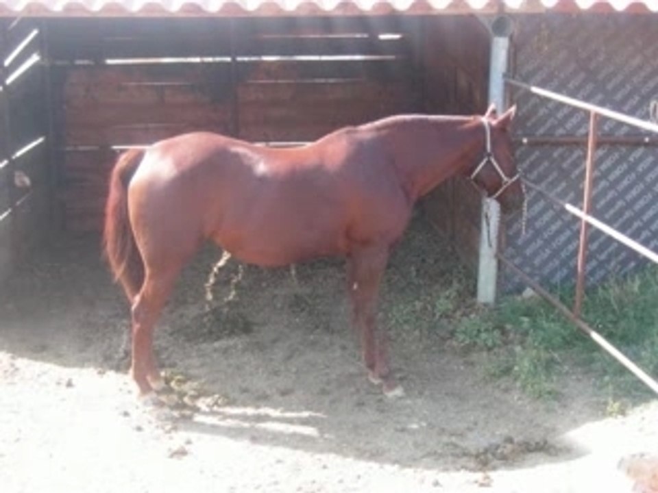 Silverarline Ma jument quarter horse